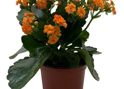 Kalanchoe 'Blossfeldiana'