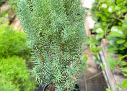 Blue Pine Trees