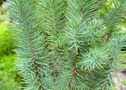 Blue Pine Trees