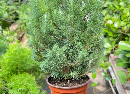 Blue Pine Trees