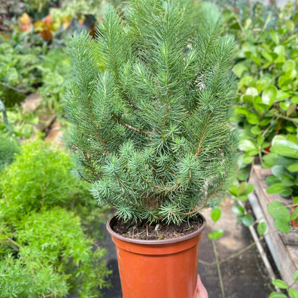 Blue Pine Trees