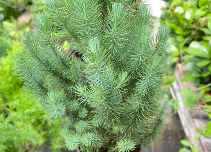 Blue Pine Trees