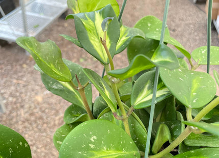 Hoya Obovata Reverse