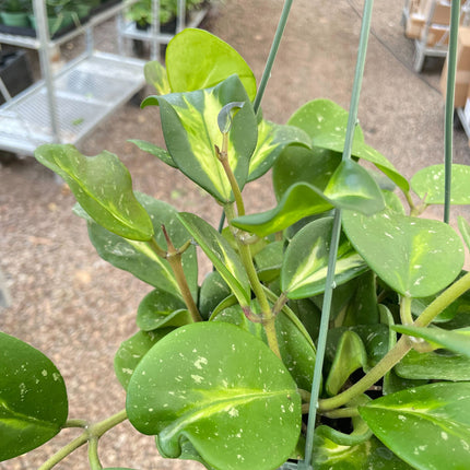 Hoya Obovata Reverse
