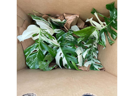 Monstera 'Albo Borsigiana Variegated', Exotic & Rare Houseplant