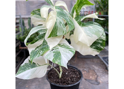Monstera 'Albo Borsigiana Variegated', Exotic & Rare Houseplant