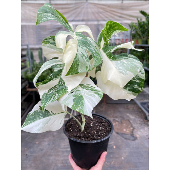 Monstera 'Albo Borsigiana Variegated', Exotic & Rare Houseplant