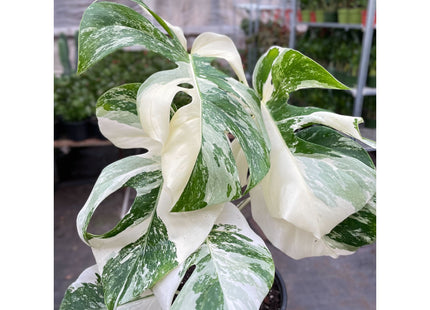 Monstera 'Albo Borsigiana Variegated', Exotic & Rare Houseplant