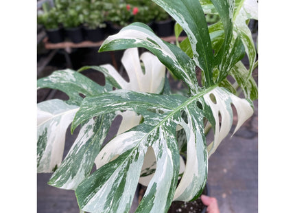 Monstera 'Albo Borsigiana Variegated', Exotic & Rare Houseplant