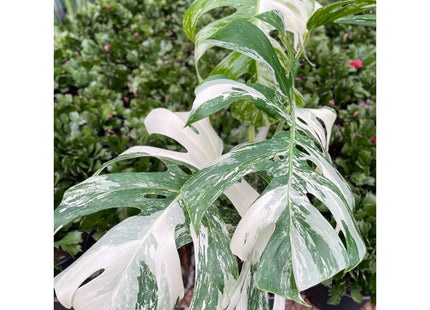 Monstera 'Albo Borsigiana Variegated', Exotic & Rare Houseplant