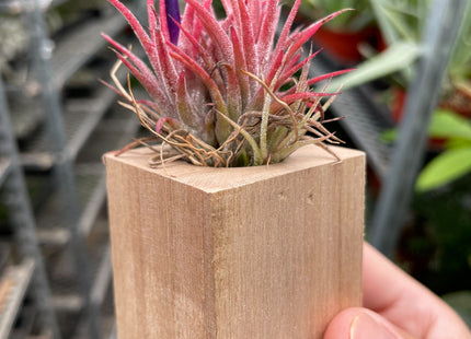 Tillandsia Air Plant Ionantha in Magnetic Wood Planter