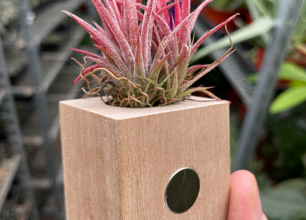 Tillandsia Air Plant Ionantha in Magnetic Wood Planter