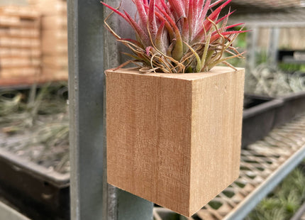 Tillandsia Air Plant Ionantha in Magnetic Wood Planter