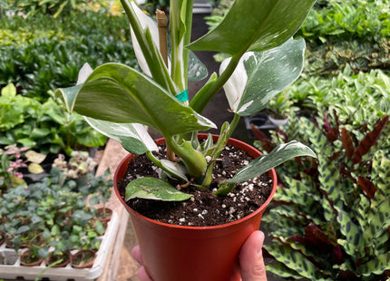 Philodendron 'White Wizard'