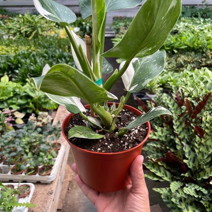 Philodendron 'White Wizard'