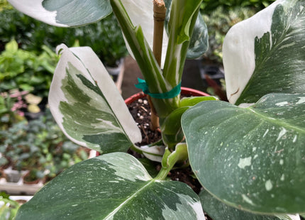 Philodendron 'White Wizard'