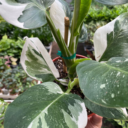 Philodendron 'White Wizard'