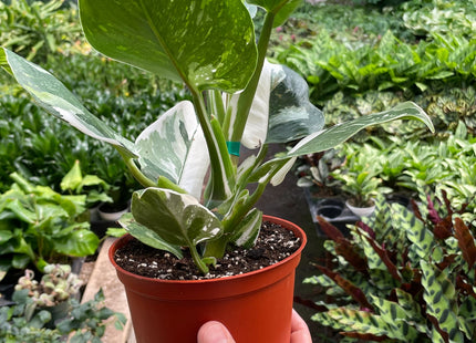 Philodendron 'White Wizard'