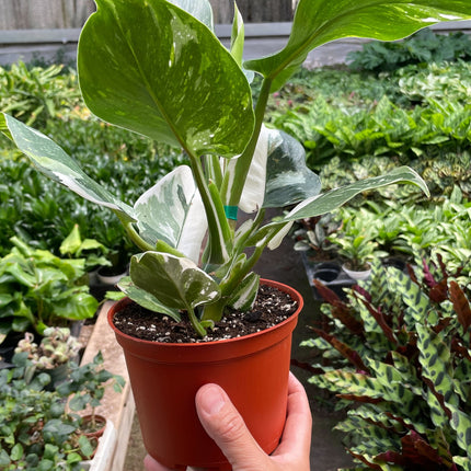 Philodendron 'White Wizard'