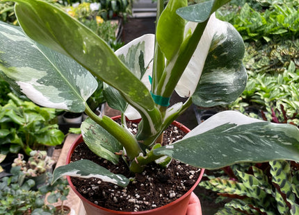 Philodendron 'White Wizard'