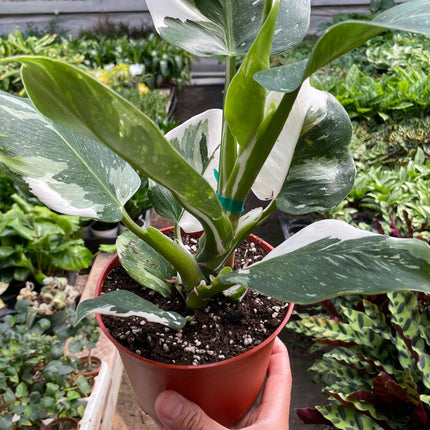 Philodendron 'White Wizard'