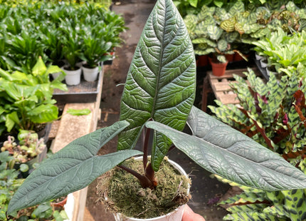 Alocasia 'Scalprum'
