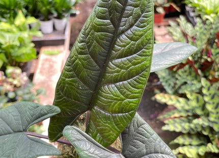 Alocasia 'Scalprum'