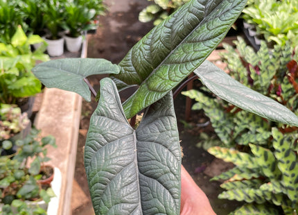 Alocasia 'Scalprum'