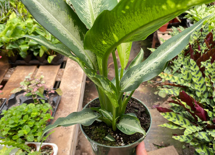 Dieffenbachia Panther