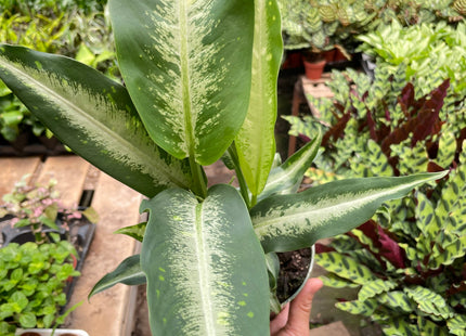 Dieffenbachia Panther