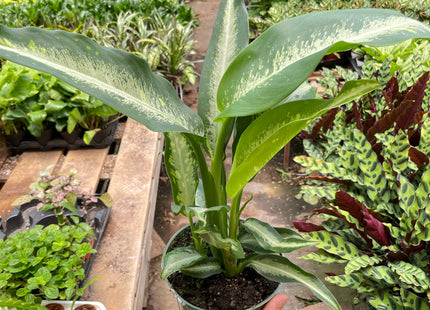 Dieffenbachia Panther