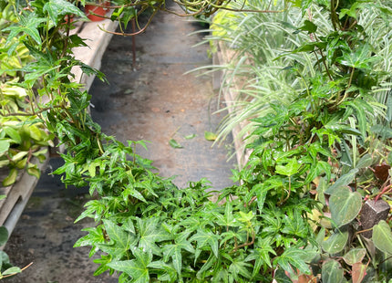 Ivy Green Topiary Heart