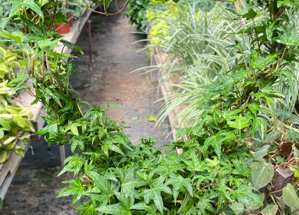 Ivy Green Topiary Heart