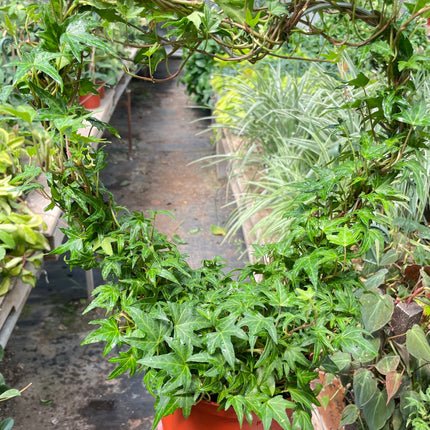 Ivy Green Topiary Heart
