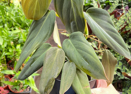 Philodendron Gigas