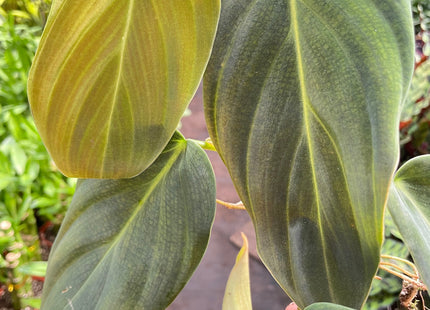 Philodendron Gigas