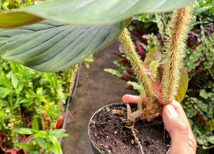 Philodendron 'Serpens'