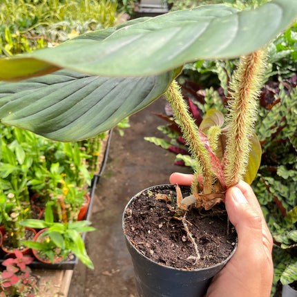Philodendron 'Serpens'