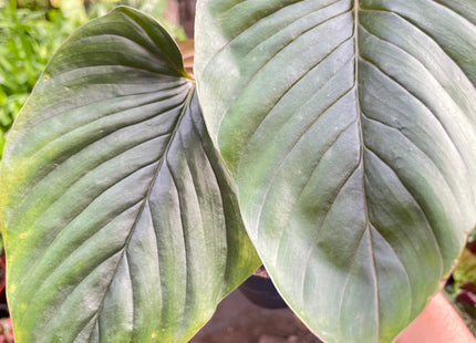 Philodendron 'Serpens'