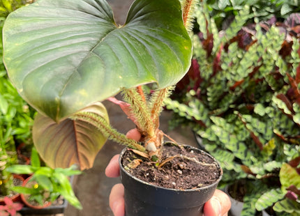 Philodendron 'Serpens'