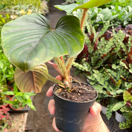 Philodendron 'Serpens'