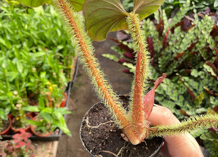 Philodendron 'Serpens'
