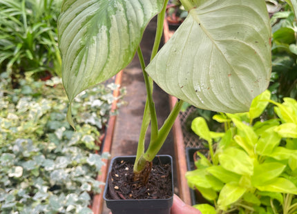 Philodendron 'Mamei'