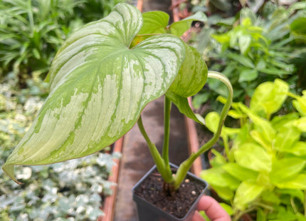 Philodendron 'Mamei'
