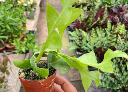 Shark Tooth Orchid Cactus