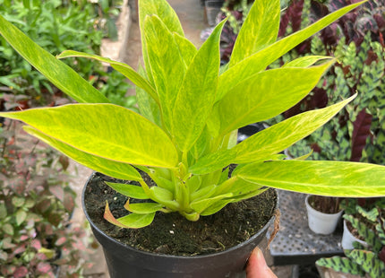 Philodendron 'Calkins Gold'