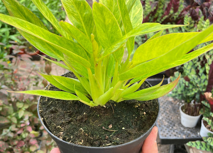 Philodendron 'Calkins Gold'
