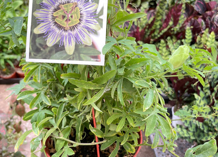 Passion Flower
