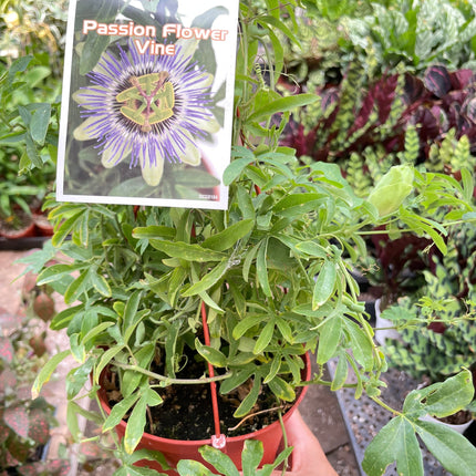 Passion Flower