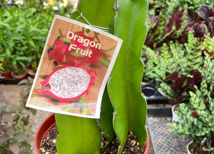 Dragon Fruit